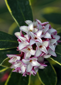 Daphne odora 'Marginata'